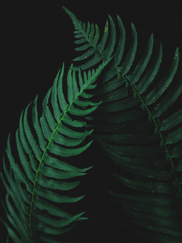 Diplazium esculentum plant