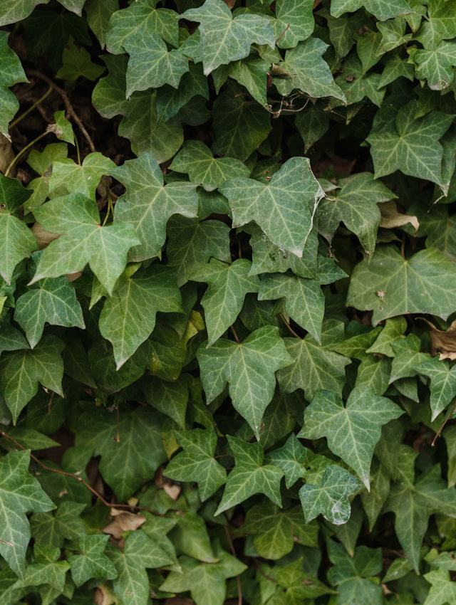 Klimop (Hedera helix) plant