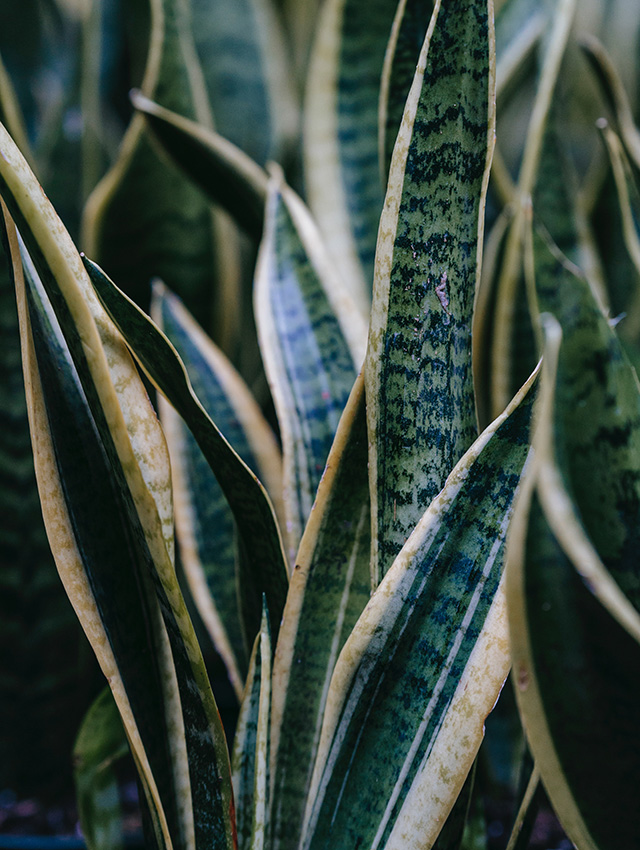 Sanseveria (Dracaena trifasciata) plant